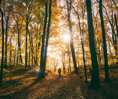 A man standing in a tall forest with sunlight shining through fall foliage