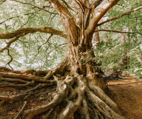 a large tree with exposed roots