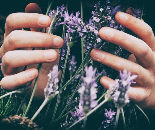 A persons hands holding a bunch of small, purple wildflowers