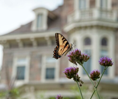 A monarch butterfly sitting on a purple clover flower with a blurred house in the background
