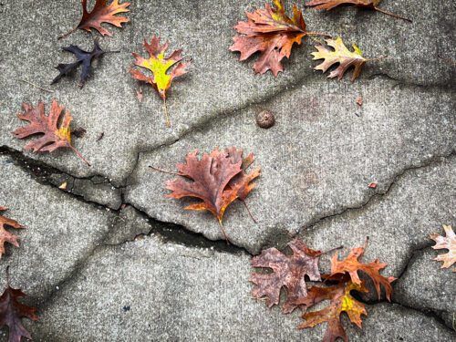 An assortment of fall leaves on a cracked sidewalk