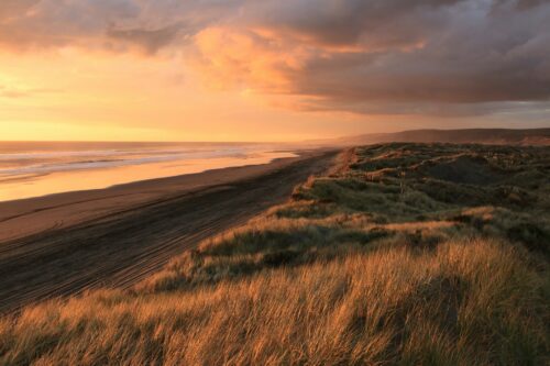 Beach grasses at sunset