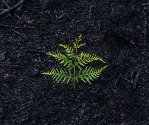 A small green fern growing in dark soil