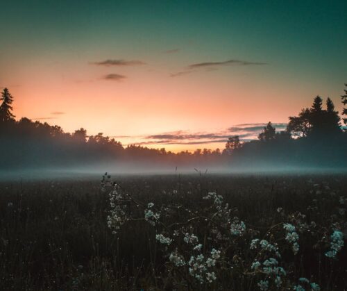 A field of white flowers in mist at sunset