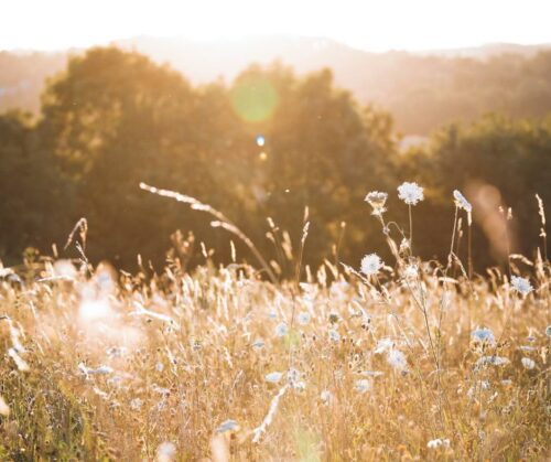 A field of tall grass and wildflowers