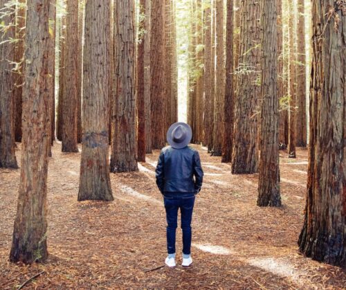 A man standing in a forest looking up at tall trees