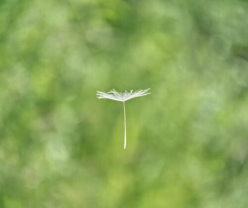 A single piece of pollen floating against a green background