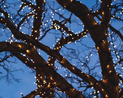 string lights decorating tree branches against a night sky