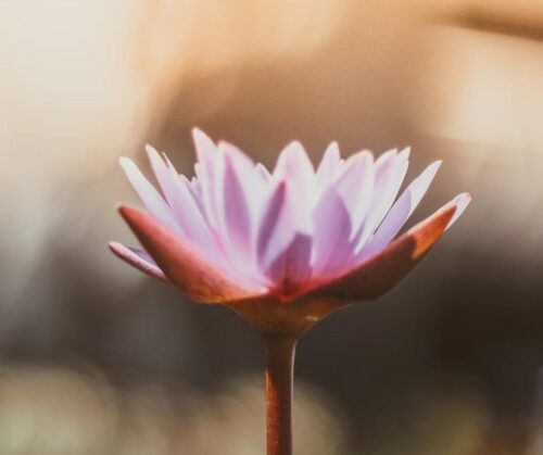 Close up photo of a light purple lotus flower