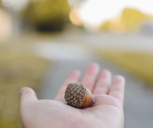 A person holding an acorn in their outstretched hand