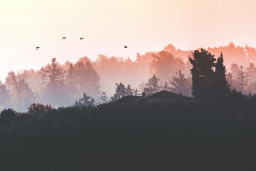 Birds in flight silhouetted against a forest of trees at sunrise