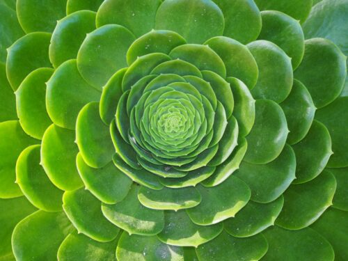 Close up of a green succulent with leaves radiating outward from the center