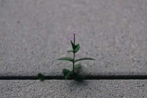 Small plant with purple flowers growing out of a crack in the sidewalk