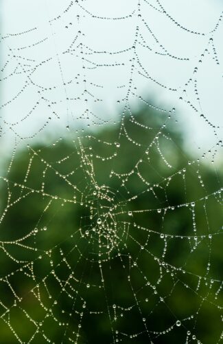 Water droplets on a spider web