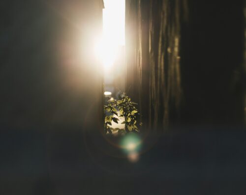 Sunlight hitting a green plant in an alleyway