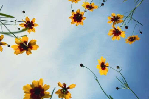 Yellow flowers stretching towards a blue sky