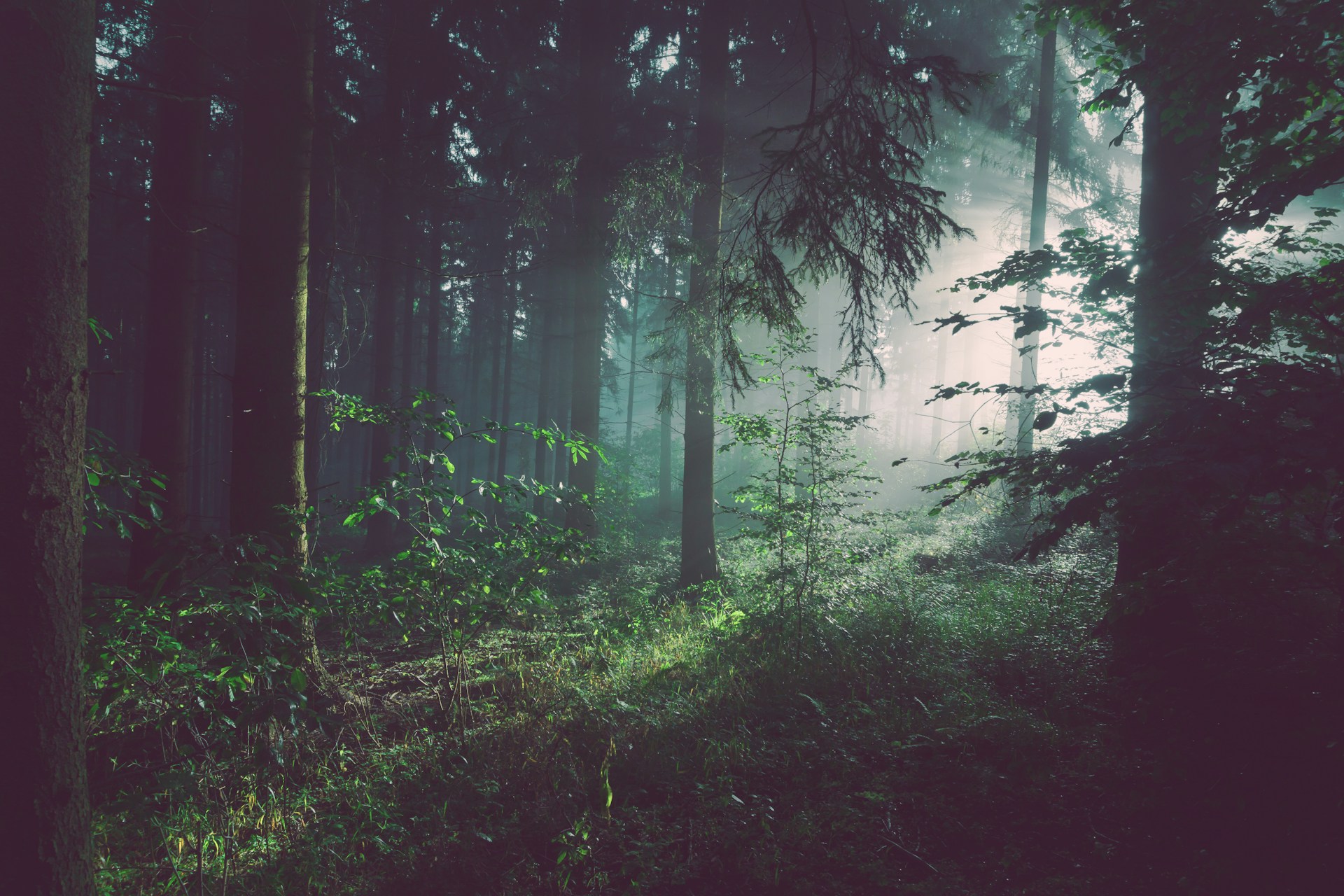 Patch of sunlight filtered through dark forest