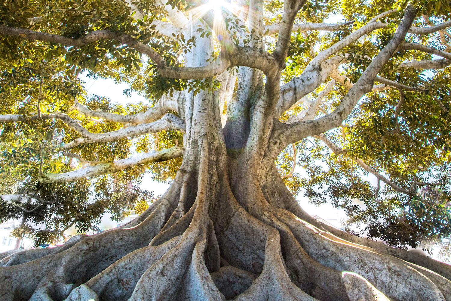 sunlight passing through green leafed tree with large roots