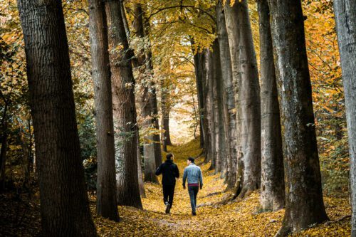 Two people walking and talking on a nature trail between tall trees with golden fall leaves