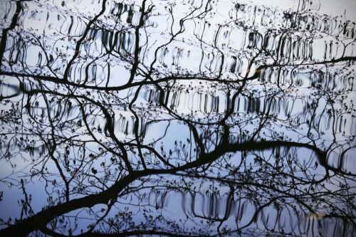 Reflection of tree branches in a pool of blue water