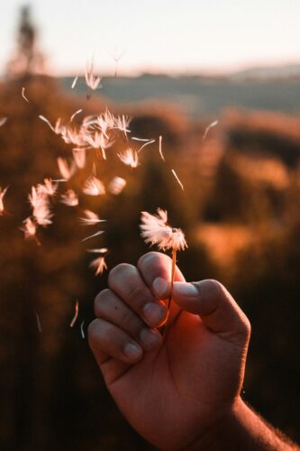 Closeup of someone's hand holding a dandelion as the seed pods drift away in the breeze at golden hour