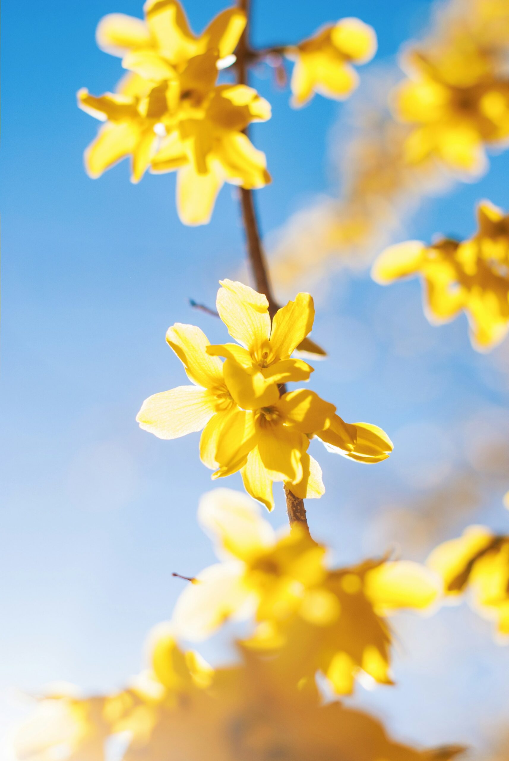 Yellow forsythia blooming against a bright blue sky