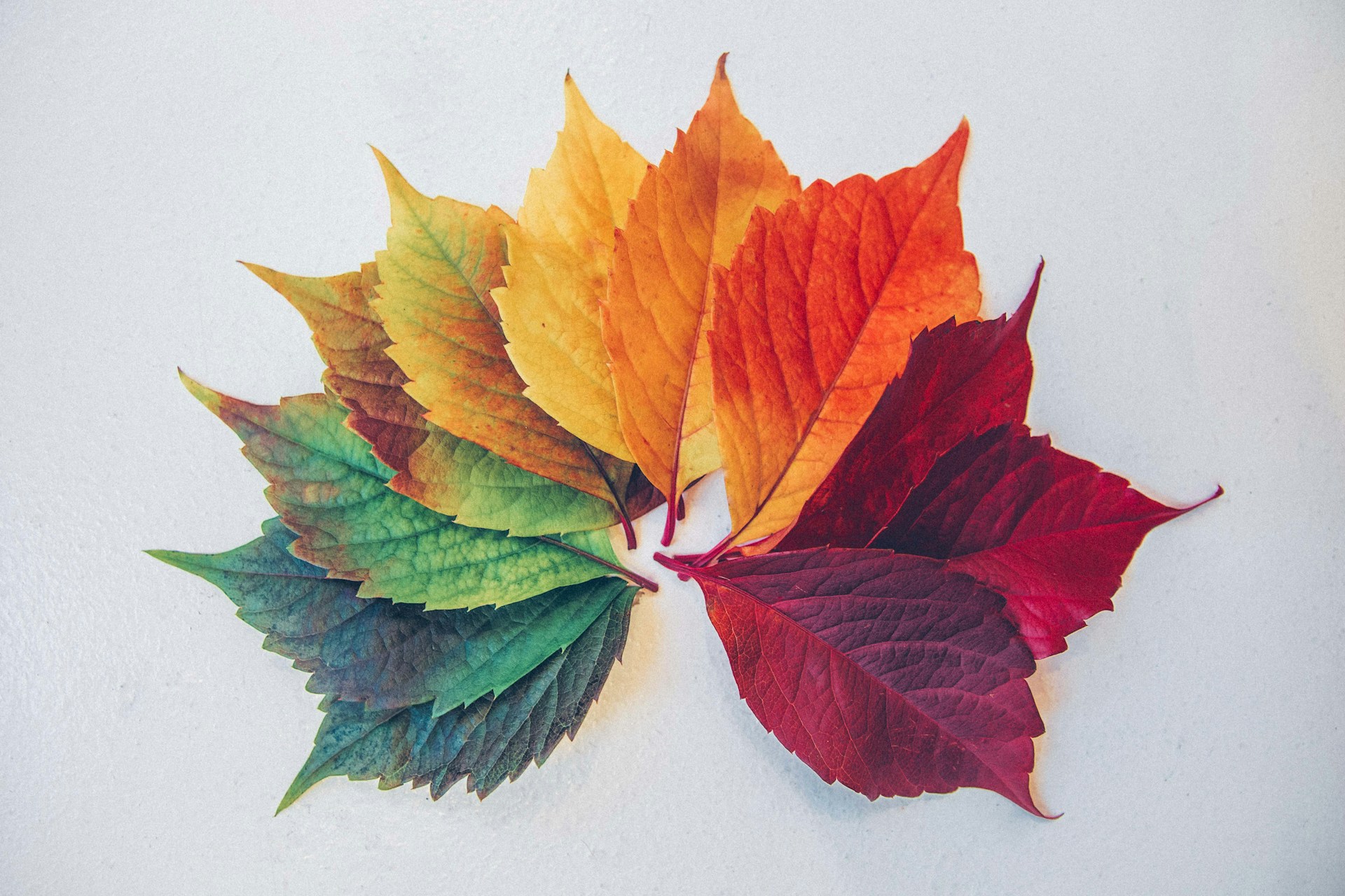 Changing color leaves