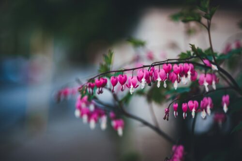 Bleeding hearts plant