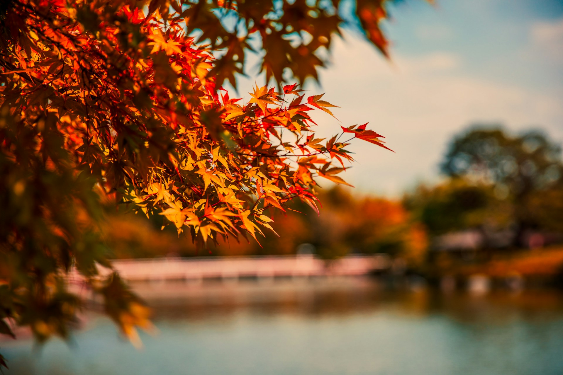 Tree with changing fall leaves